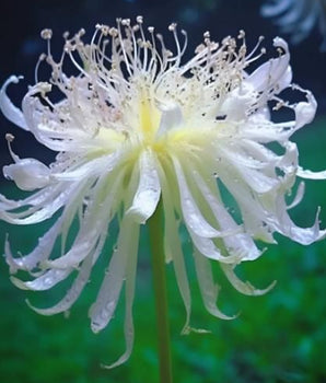 Lily Equinox Flower Bulbs Seeds