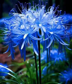 Lily Equinox Flower Bulbs Seeds